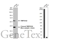 Anti-TMPRSS2 antibody [HL2759] used in Western Blot (WB). GTX639624