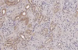 Anti-TMPRSS2 antibody [HL2759] used in IHC (Paraffin sections) (IHC-P). GTX639624