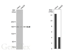 Anti-BLM antibody [HL2771] used in Western Blot (WB). GTX639636