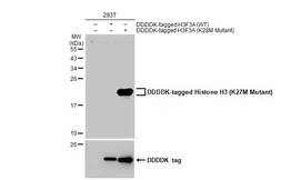 Anti-Histone H3 (K27M Mutant) antibody [HL2794] used in Western Blot (WB). GTX639662