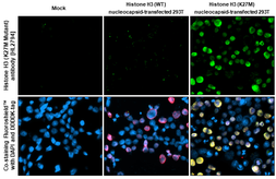 Anti-Histone H3 (K27M Mutant) antibody [HL2794] used in Immunocytochemistry/ Immunofluorescence (ICC/IF). GTX639662
