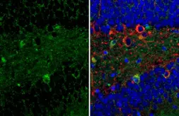 Anti-P2Y2 antibody [HL2801] used in IHC (Paraffin sections) (IHC-P). GTX639689