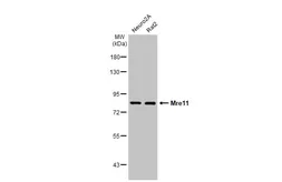 Anti-Mre11 antibody [HL1386-MS] used in Western Blot (WB). GTX639690