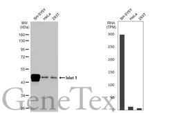 Anti-Islet 1 antibody [HL2807] used in Western Blot (WB). GTX639917