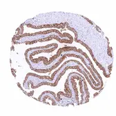 Anti-Claudin 3 antibody [HMV309] HistoMAX&trade; used in IHC (Paraffin sections) (IHC-P). GTX639933