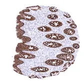 Anti-Claudin 3 antibody [HMV309] HistoMAX&trade; used in IHC (Paraffin sections) (IHC-P). GTX639933