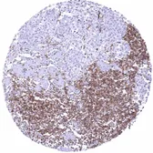 Anti-CD32B antibody [HMV315] HistoMAX&trade; used in IHC (Paraffin sections) (IHC-P). GTX639939