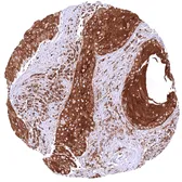 Anti-MX1 antibody [HMV316] HistoMAX&trade; used in IHC (Paraffin sections) (IHC-P). GTX639940