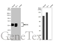 Anti-MEF2C antibody [HL2811] used in Western Blot (WB). GTX639952