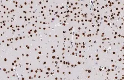 Anti-MEF2C antibody [HL2811] used in IHC (Paraffin sections) (IHC-P). GTX639952