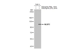 Anti-NLRP3 antibody [HL2813] used in Western Blot (WB). GTX639954