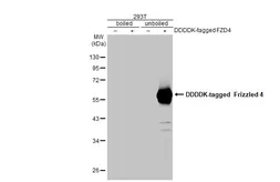 Anti-Frizzled 4 antibody [HL2824] used in Western Blot (WB). GTX640095