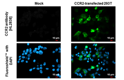 Anti-CCR2 antibody [HL2838] used in Immunocytochemistry/ Immunofluorescence (ICC/IF). GTX640109
