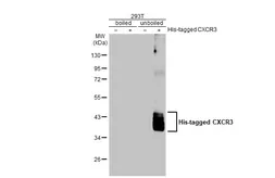 Anti-CXCR3 antibody [HL2843] used in Western Blot (WB). GTX640114