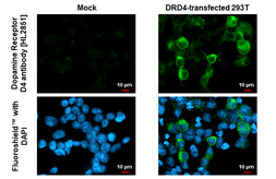 Anti-Dopamine Receptor D4 antibody [HL2851] used in Immunocytochemistry/ Immunofluorescence (ICC/IF). GTX640122