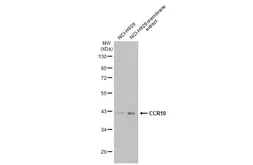 Anti-CCR10 antibody [HL2852] used in Western Blot (WB). GTX640123
