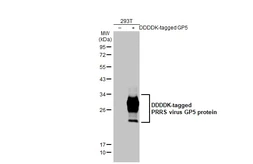 Anti-PRRS virus GP5 protein antibody [HL2872] used in Western Blot (WB). GTX640149