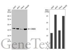 Anti-CREB antibody [HL2879] used in Western Blot (WB). GTX640158