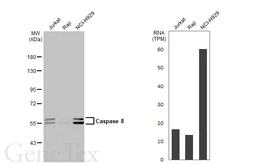 Anti-Caspase 8 antibody [HL2914] used in Western Blot (WB). GTX640257