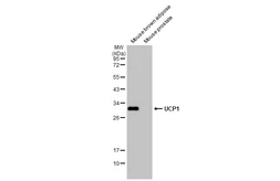 Anti-UCP1 antibody [HL2944] used in Western Blot (WB). GTX640329