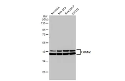 Anti-ERK1/2 antibody [HL2948] used in Western Blot (WB). GTX640333