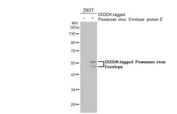 Anti-Powassan virus Envelope antibody [HL2955] used in Western Blot (WB). GTX640340