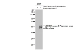 Anti-Powassan virus Envelope antibody [HL2957] used in Western Blot (WB). GTX640342
