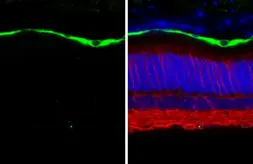 Anti-RGR antibody [HL3058] used in IHC (Paraffin sections) (IHC-P). GTX640501