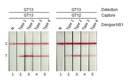 Anti-Dengue virus NS1 protein antibody [GT13] used in Lateral Flow (Lateral Flow). GTX640511