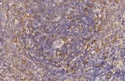 Anti-CCR7 antibody [HL3075] used in IHC (Paraffin sections) (IHC-P). GTX640521