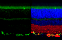 Anti-RBPMS antibody [HL3090] used in IHC (Paraffin sections) (IHC-P). GTX640536