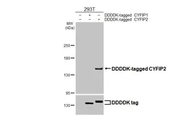 Anti-CYFIP2 antibody [HL3148] used in Western Blot (WB). GTX640658