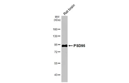 Anti-PSD95 antibody [HL3165] used in Western Blot (WB). GTX640675