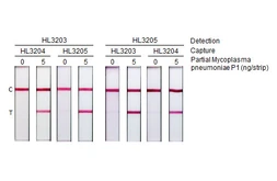Anti-Mycoplasma pneumoniae P1 protein antibody [HL3204] used in Lateral Flow (Lateral Flow). GTX640844