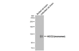 Anti-KCC2 antibody [GT16] used in Western Blot (WB). GTX640897