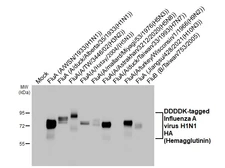 Anti-Influenza A virus HA (Hemagglutinin) antibody [HL3262] used in Western Blot (WB). GTX640909