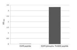 Anti-EGFR (phospho Thr669) antibody [HL3265] used in  (). GTX640912