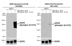 Anti-EGFR (phospho Tyr1173) antibody [HL3283] used in Western Blot (WB). GTX640937