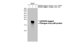 Anti-Dengue virus prM protein antibody [HL3287] used in Western Blot (WB). GTX640941