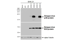 Anti-Dengue virus prM protein antibody [HL3287] used in Western Blot (WB). GTX640941