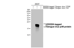 Anti-Dengue virus prM protein antibody [HL3288] used in Western Blot (WB). GTX640942