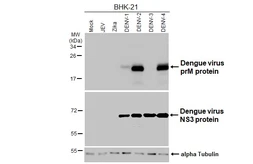 Anti-Dengue virus prM protein antibody [HL3288] used in Western Blot (WB). GTX640942