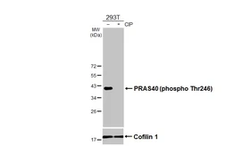 Anti-PRAS40 (phospho Thr246) antibody [HL3298] used in Western Blot (WB). GTX640987
