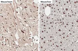 Anti-NRF1 antibody [HL3307] used in IHC (Paraffin sections) (IHC-P). GTX641069