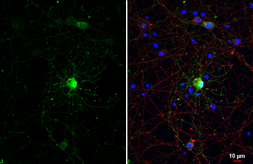 Anti-GABA antibody [HL3314] used in Immunocytochemistry/ Immunofluorescence (ICC/IF). GTX641076