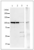Anti-DNA Polymerase I (E coli) antibody used in Immunoprecipitation (IP). GTX64108