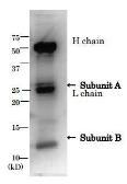 Anti-E. coli LT toxin antibody used in Immunoprecipitation (IP). GTX64109