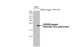 Anti-West Nile virus prM protein antibody [HL3351] used in Western Blot (WB). GTX641128