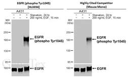 Anti-EGFR (phospho Tyr1045) antibody [HL3354] used in Western Blot (WB). GTX641131
