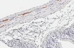 Anti-PGP9.5 antibody [HL3390] used in IHC (Paraffin sections) (IHC-P). GTX641210